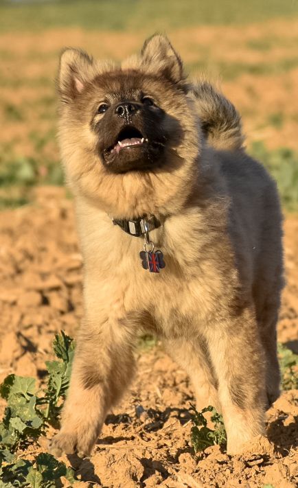 albionspitz Atlas