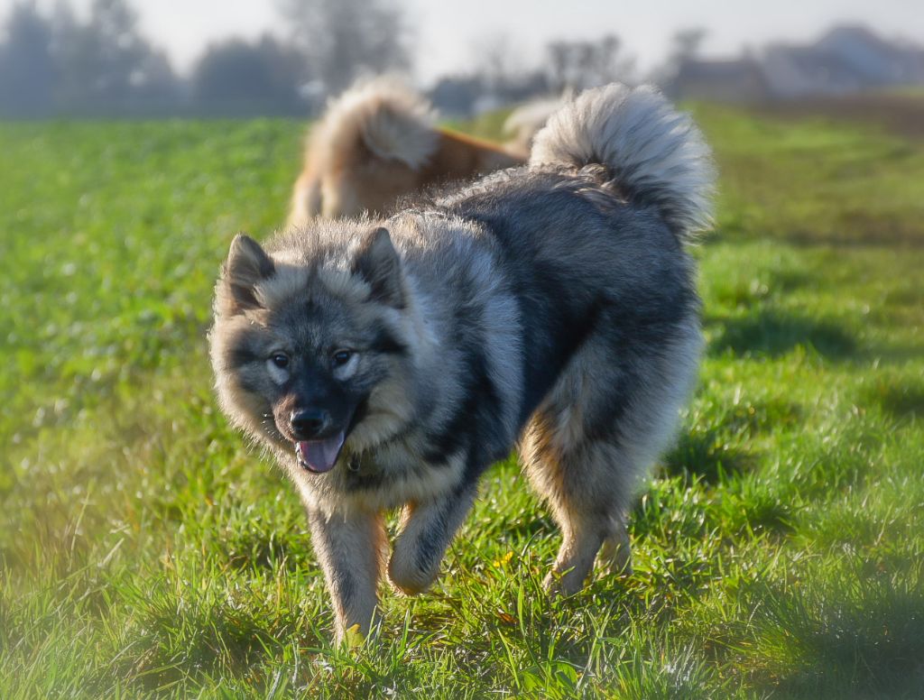 albionspitz Atlas