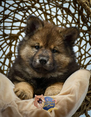 Du Monde De Gaomi - Eurasier - Portée née le 28/12/2022