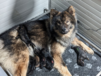 Du Monde De Gaomi - Eurasier - Portée née le 22/12/2023