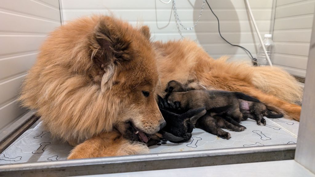 chiot Eurasier Du Monde De Gaomi