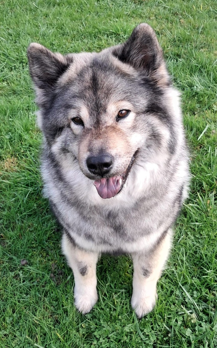 Saejin Du Monde De Gaomi