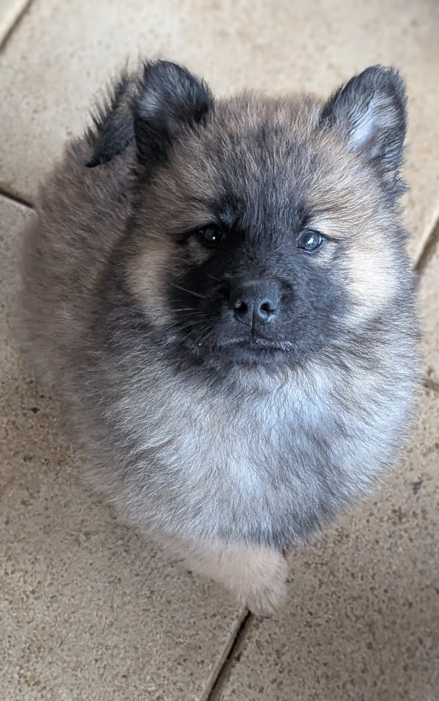 Arthos cherche une bonne famille