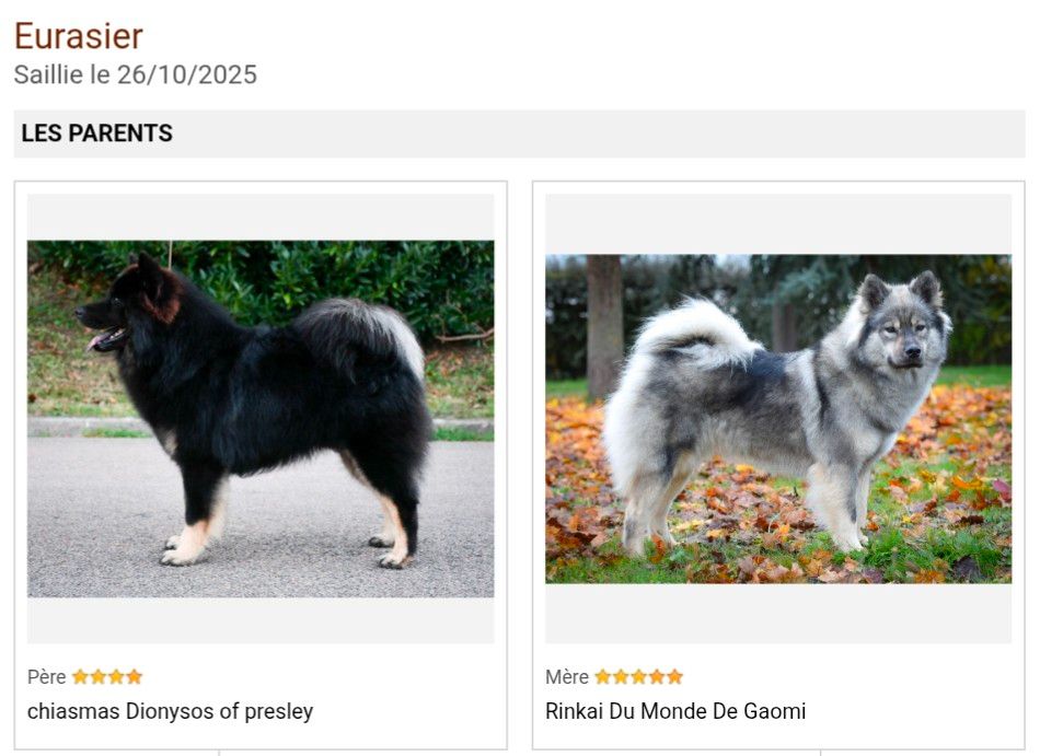 Gestation confirmée : Rinkaï X Dionysos : Portée à venir !