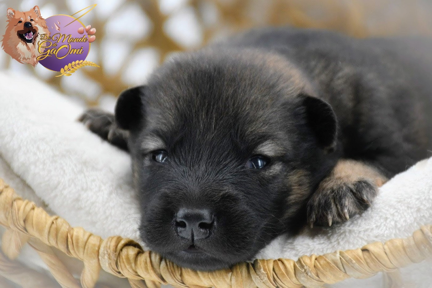 Du Monde De Gaomi - Chiots disponibles - Eurasier