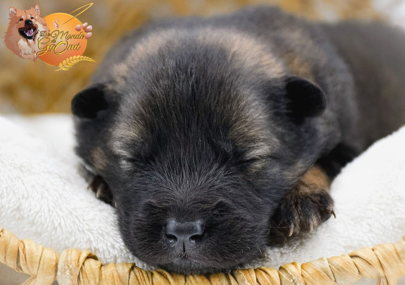Du Monde De Gaomi - Chiots disponibles - Eurasier