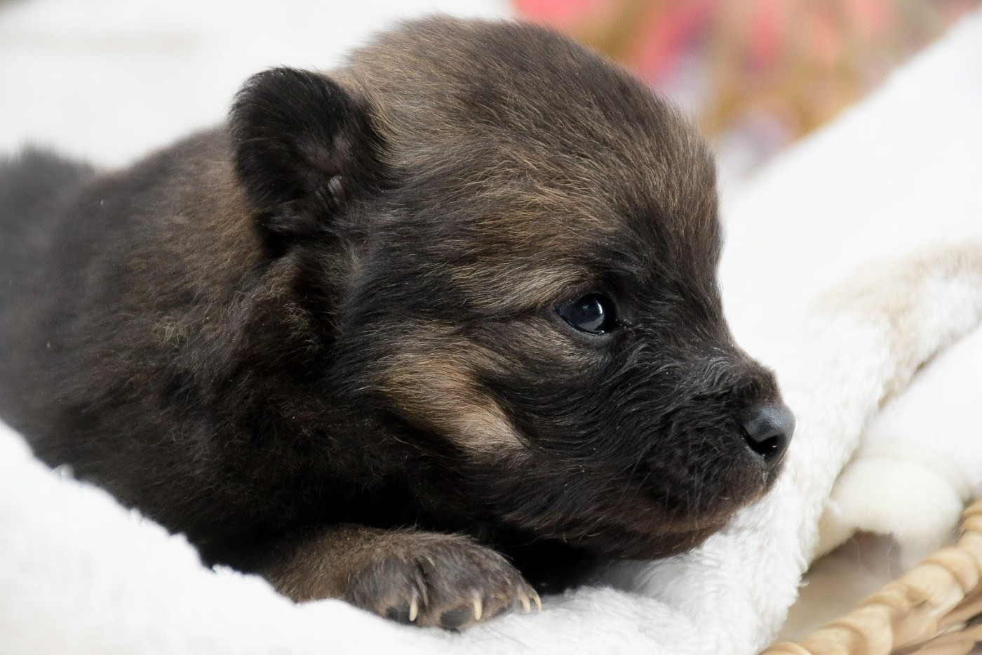 Du Monde De Gaomi - Chiots disponibles - Eurasier