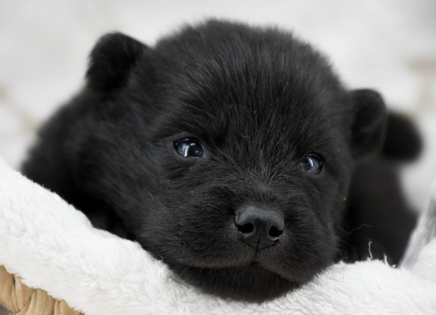 Du Monde De Gaomi - Chiots disponibles - Eurasier