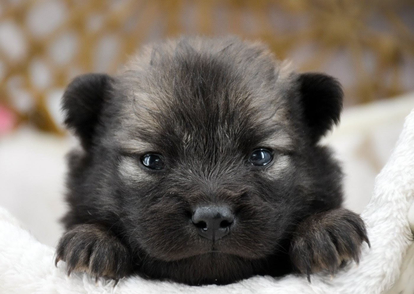 Du Monde De Gaomi - Chiots disponibles - Eurasier