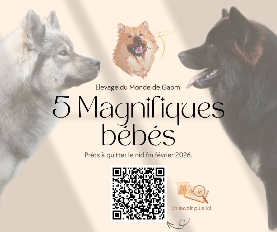 Chiot Eurasier Du Monde De Gaomi
