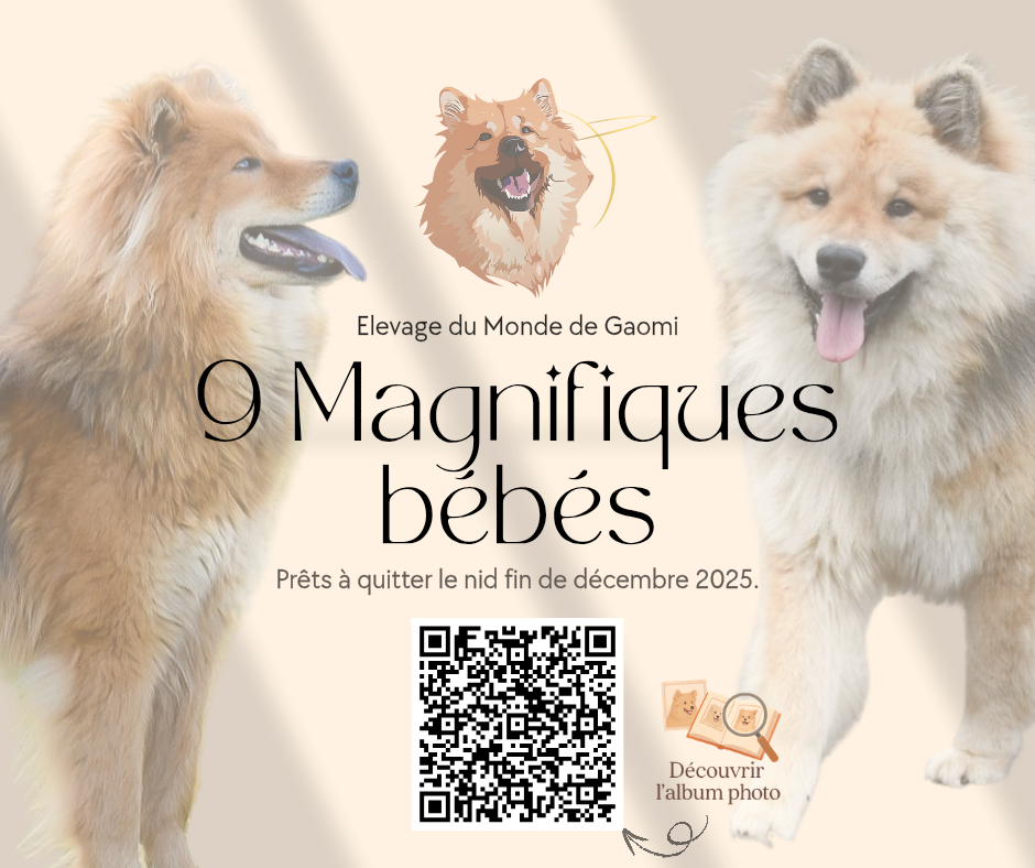 Du Monde De Gaomi - Eurasier - Portée née le 30/10/2025