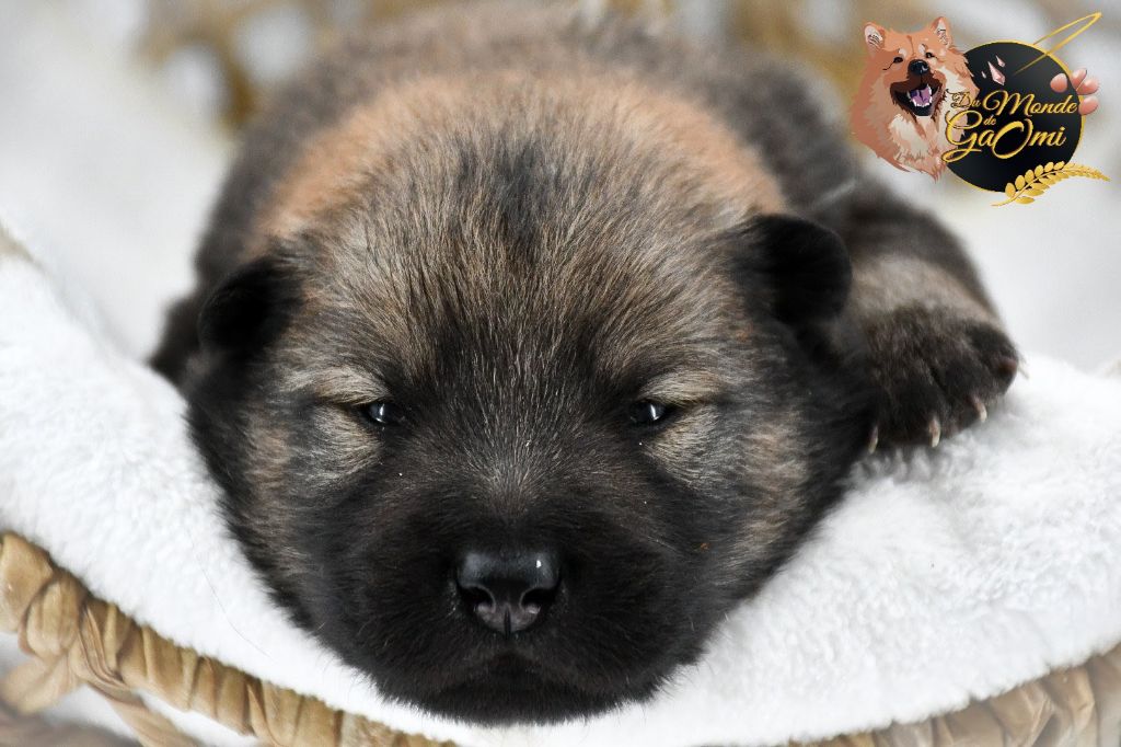 Du Monde De Gaomi - Chiots disponibles - Eurasier