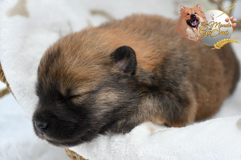 Du Monde De Gaomi - Chiots disponibles - Eurasier