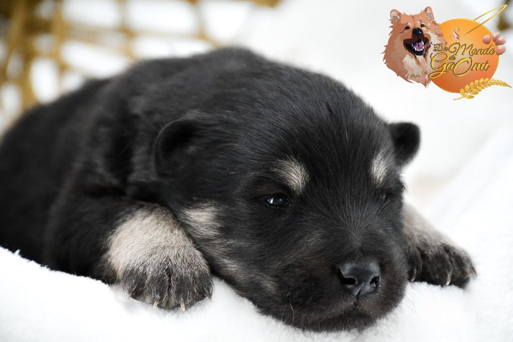 Du Monde De Gaomi - Chiots disponibles - Eurasier
