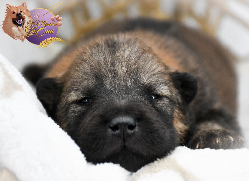 Du Monde De Gaomi - Chiots disponibles - Eurasier
