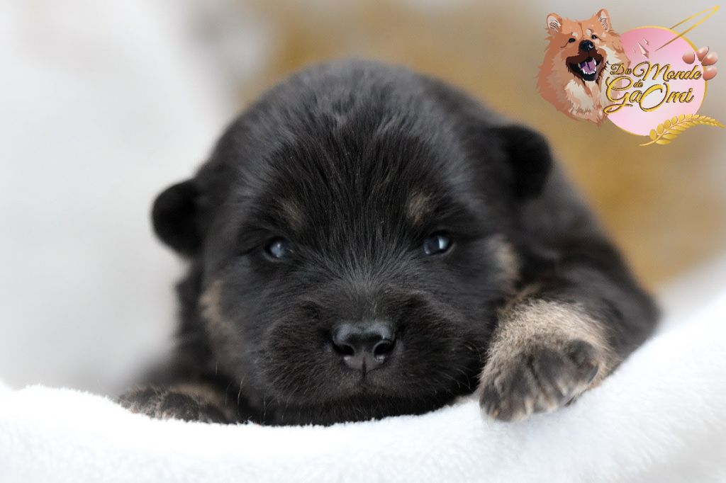 Du Monde De Gaomi - Chiots disponibles - Eurasier