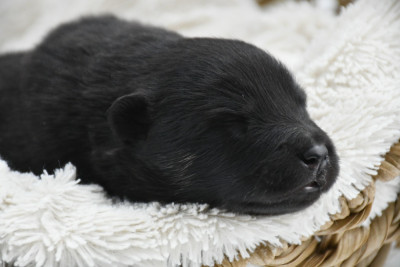 Onyx
