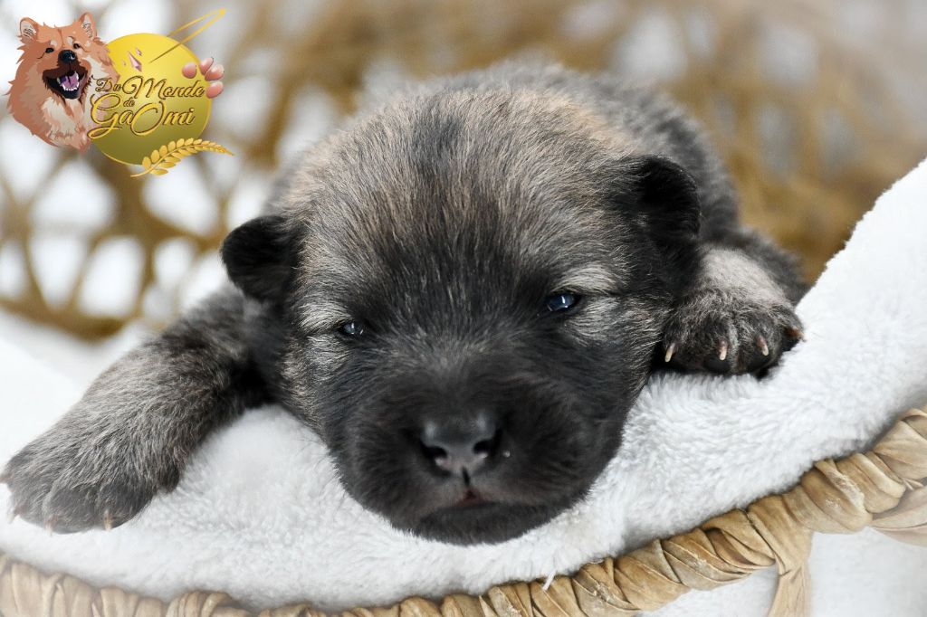 Du Monde De Gaomi - Chiots disponibles - Eurasier