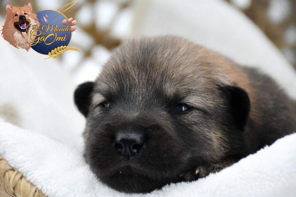 Du Monde De Gaomi - Chiots disponibles - Eurasier