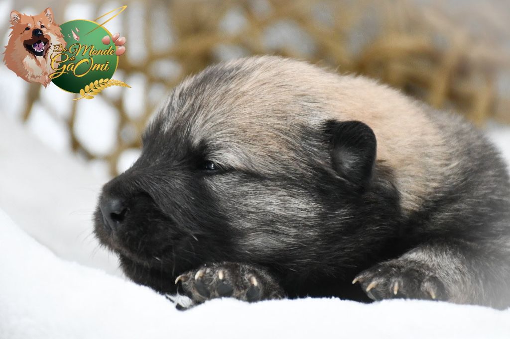 Du Monde De Gaomi - Chiots disponibles - Eurasier