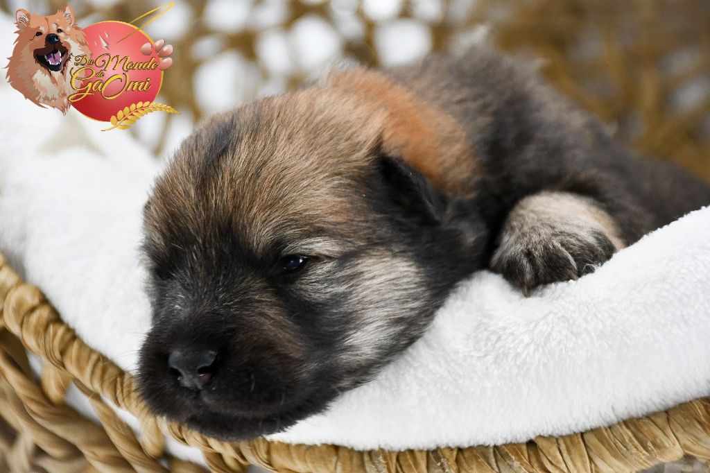 Du Monde De Gaomi - Chiots disponibles - Eurasier